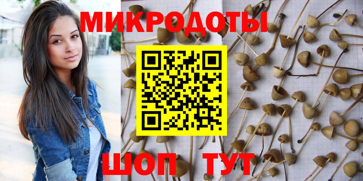 Псилоцибиновые грибы Psilocybe  где найти   Камышлов  Вход с VPN 